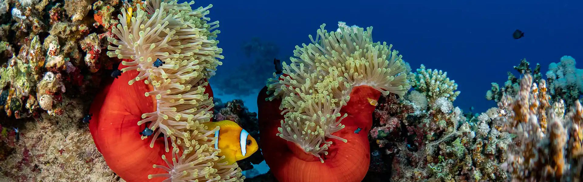 Last Minute Mar Rosso